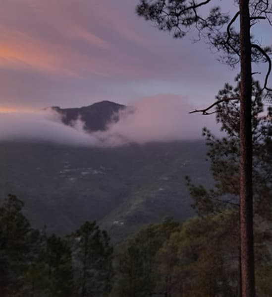 Pine forest surroundings